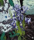 Irises and Rocks