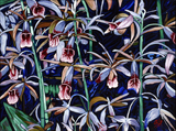 Purple Orchids