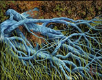 Blue Branches